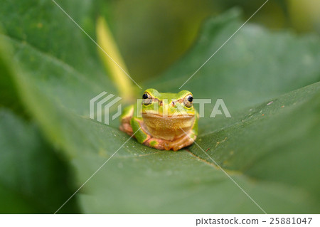 Stock Photo: frog, frogs, an amphibian