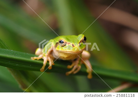 日本黑蛙 日本黑蛙 25881118