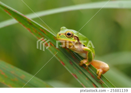 日本黑蛙 25881139