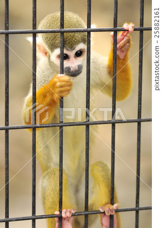 Common squirrel monkey 25882161