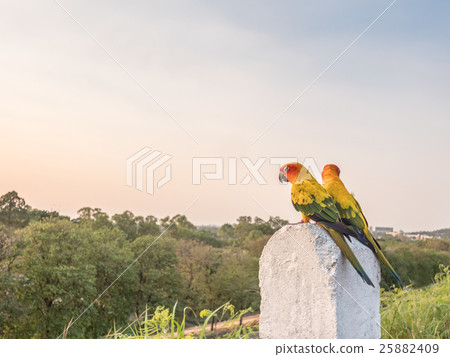 Colorful couple macaws sitting  25882409