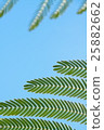 Nemuminoki leaves 25882662