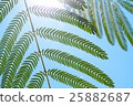 Nemuminoki leaves 25882687