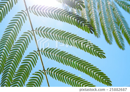 Nemuminoki離開 25882687