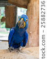 Hyacinth macaw or Hyacinthine macaw 25882736