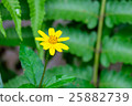 Yellow flower blooming in the garden 25882739