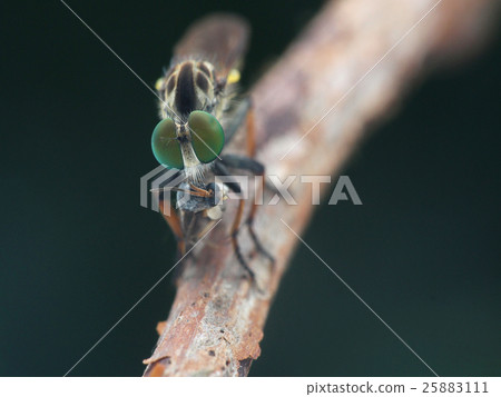 Creatures, insects, insects, diet 25883111