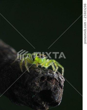 Creatures, insects, insects, spiders, vitiligo ayu Creatures, insects, insects, spiders, vitiligo ayu 25883298