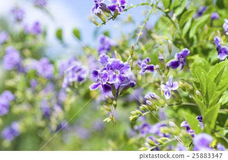 Taiwan Forsythia 25883347