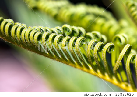 Curly Leaves of Cycas Revoluta 25883620