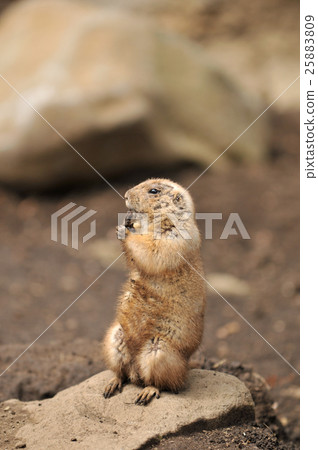 Ogro草原土撥鼠 25883809