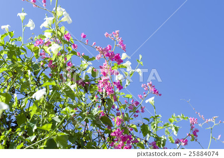 Nito Beppura Nito Beppura 25884074