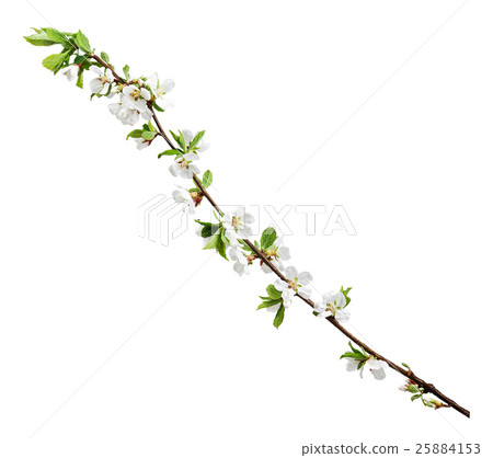 Sakura flowers isolated on white background. Sakura flowers isolated on white background. 25884153