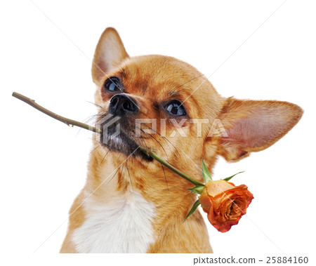 Red chihuahua dog with rose isolated on white background. 25884160