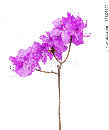 Purple rhododendron flowers on branch. 25884162