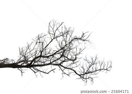 Dead branches isolate on white. Dead branches isolate on white. 25884171