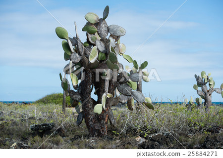 Petice cactus Petice cactus 25884271