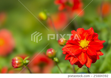 Dahlia STF 25884392