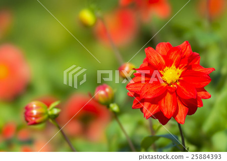 Dahlia STF 25884393