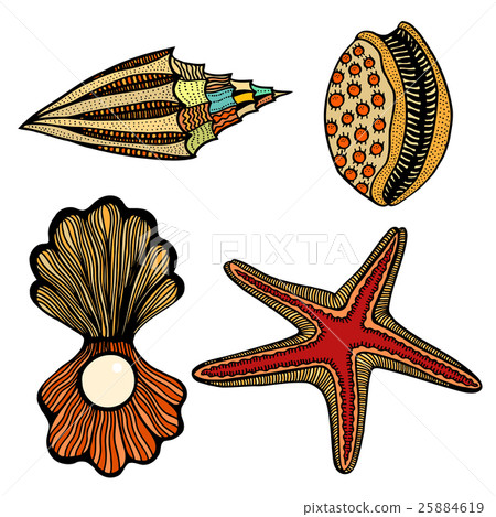 Shells and star 25884619