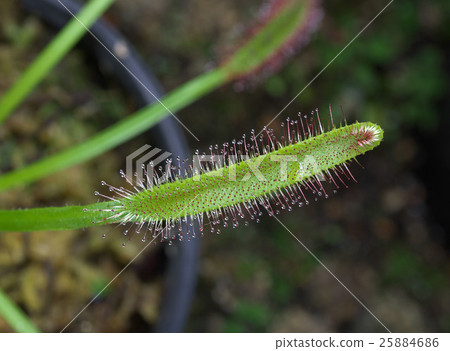 Welsh onion 25884686