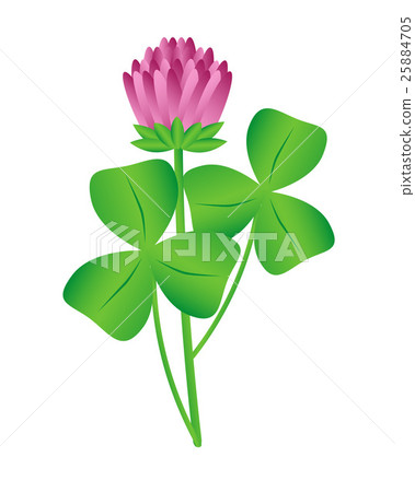 Clover flower 25884705