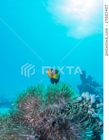 馬爾代夫海葵魚 馬爾代夫海葵魚 25885407