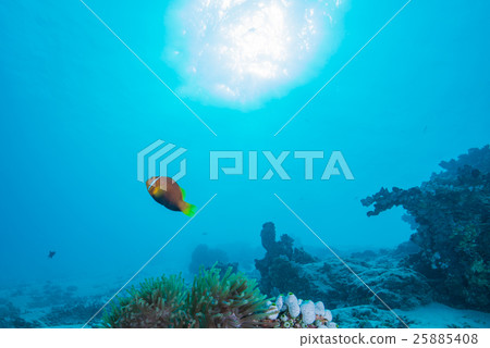 馬爾代夫海葵魚 25885408