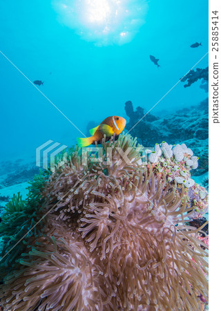 馬爾代夫海葵魚 25885414