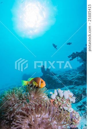 馬爾代夫海葵魚 25885415