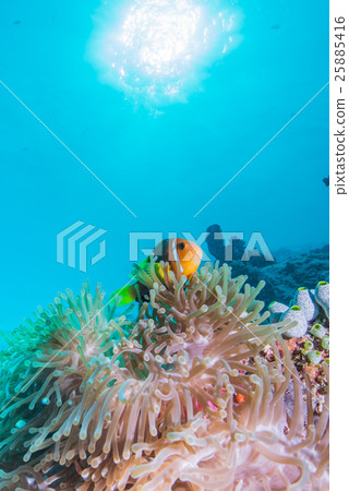 Maldives Anemones Fish 25885416
