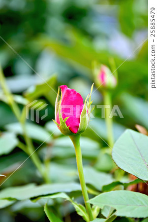 Rose the bud of pink Rose the bud of pink 25885479