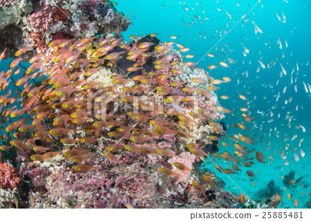 一群Kimmokodo和SKASHI DENKI 一群Kimmokodo和SKASHI DENKI 25885481