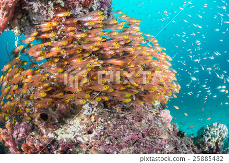 A flock of Kimmokodo and SKASHI DENKI 25885482