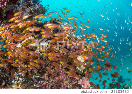 A flock of Kimmokodo and SKASHI DENKI A flock of Kimmokodo and SKASHI DENKI 25885483