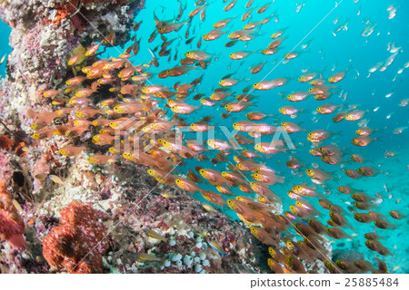 一群Kimmokodo和SKASHI DENKI 一群Kimmokodo和SKASHI DENKI 25885484