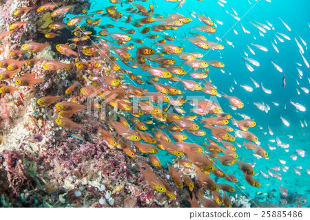 A flock of Kimmokodo and SKASHI DENKI A flock of Kimmokodo and SKASHI DENKI 25885486