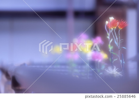 Saga chrysanthemum of illusion Saga chrysanthemum of illusion 25885646