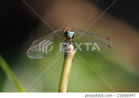 Maikoakane (male) Maikoakane (male) 25886047