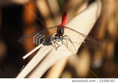 Maikoakane（男） 25886161