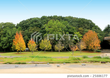 Autumn leaves of wigs of the 21st century forest and plaza (October) Matsudo City, Chiba Prefecture 25886177