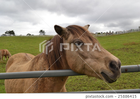 Ranch horse 25886415