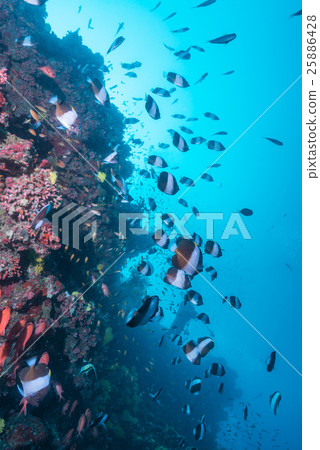 A group of black pyramid butterfly fish A group of black pyramid butterfly fish 25886428