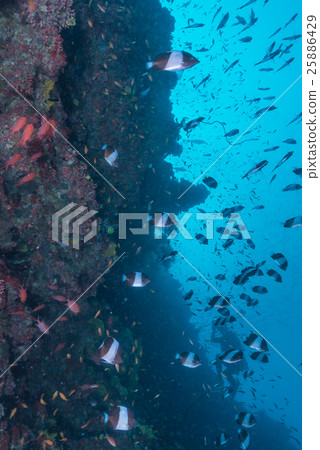 A group of black pyramid butterfly fish A group of black pyramid butterfly fish 25886429