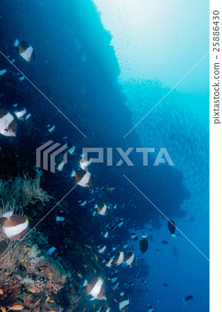 A group of black pyramid butterfly fish 25886430