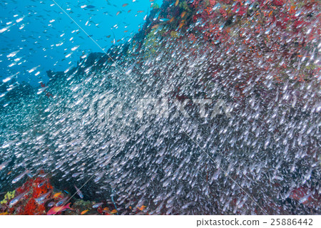 A group of sky-blue daikei 25886442