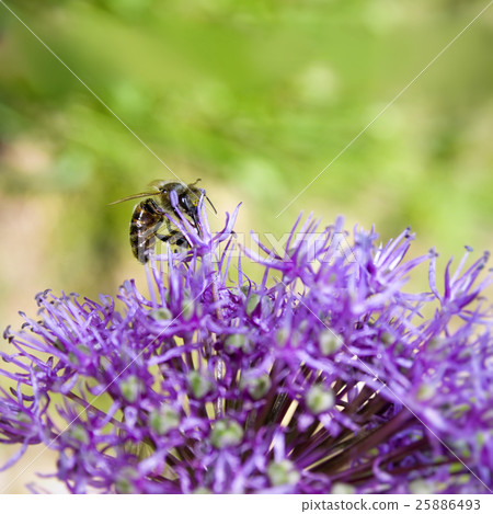 Bee and flower Bee and flower 25886493