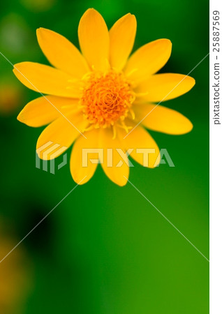 Meranpojiumu 25887569