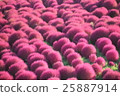 KOKIA 25887914