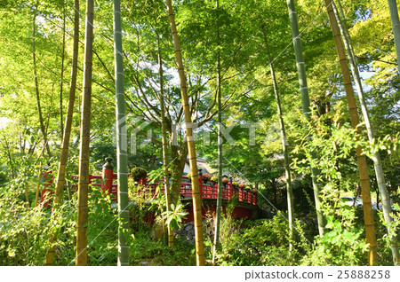 修善寺竹林小徑 修善寺竹林小徑 25888258